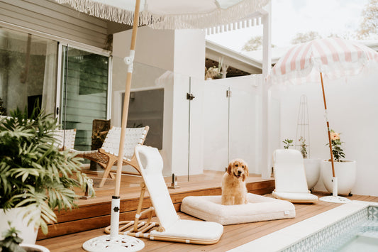 Creating Paradise: Why Your Dog Deserves a Luxury Bed